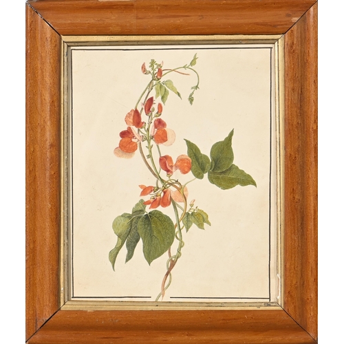 786 - English School, early-mid 19th century - Botanical Study, ruled black border, watercolour, bodycolou... 