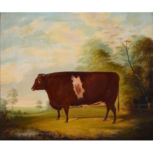 794 - English Livestock Artist, 19th c – Portrait of a Prize Heifer in a Landscape, 50.5 x 60cm, maple fra... 