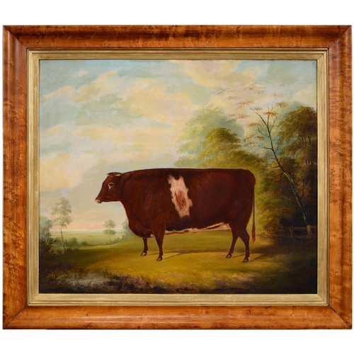 794 - English Livestock Artist, 19th c – Portrait of a Prize Heifer in a Landscape, 50.5 x 60cm, maple fra... 