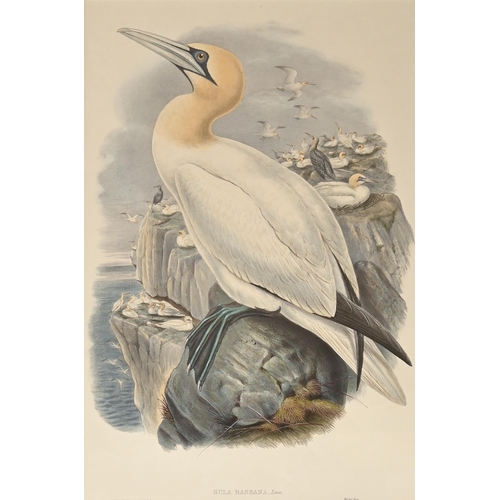 457 - Ornithology. By and after John Gould FRS (1804-1881), Henry Constantine Richter (1821-1902), et al -... 