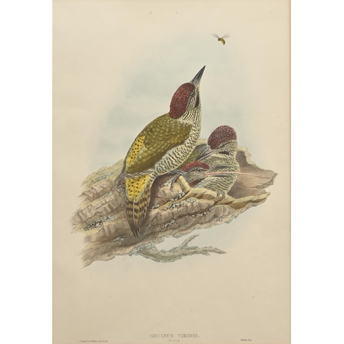 457 - Ornithology. By and after John Gould FRS (1804-1881), Henry Constantine Richter (1821-1902), et al -... 