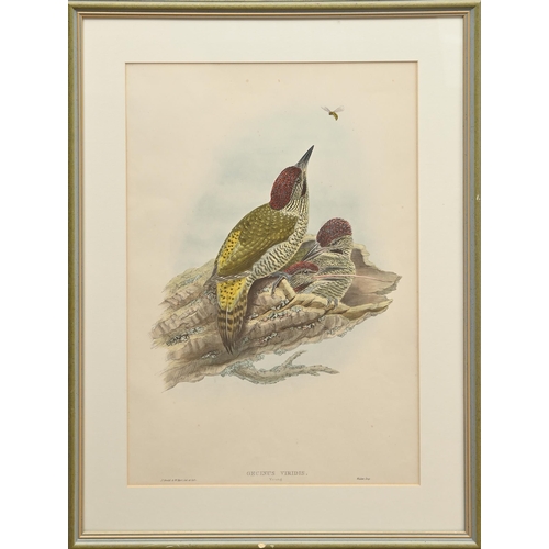 457 - Ornithology. By and after John Gould FRS (1804-1881), Henry Constantine Richter (1821-1902), et al -... 