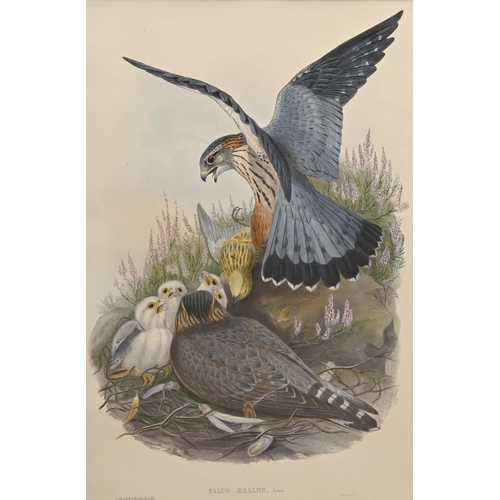 457 - Ornithology. By and after John Gould FRS (1804-1881), Henry Constantine Richter (1821-1902), et al -... 