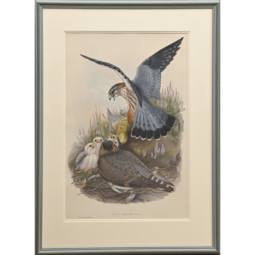 457 - Ornithology. By and after John Gould FRS (1804-1881), Henry Constantine Richter (1821-1902), et al -... 