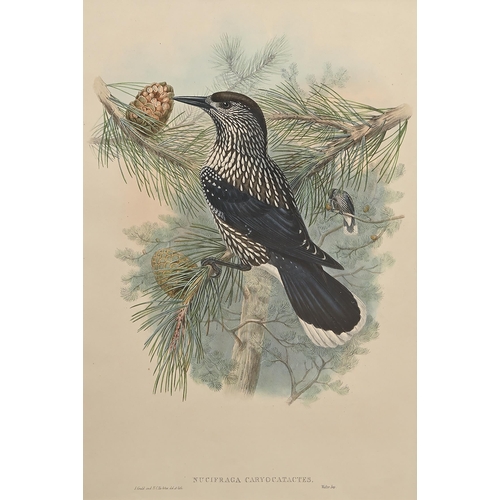 457 - Ornithology. By and after John Gould FRS (1804-1881), Henry Constantine Richter (1821-1902), et al -... 