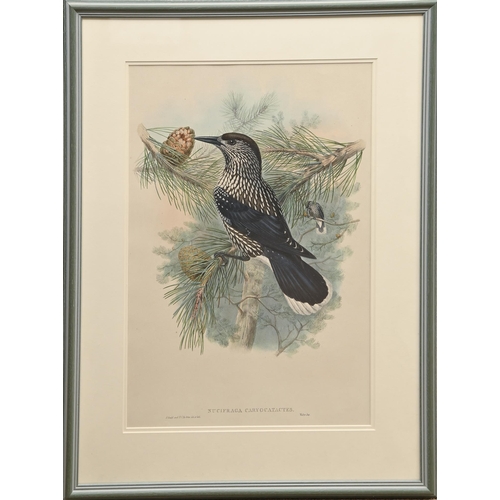 457 - Ornithology. By and after John Gould FRS (1804-1881), Henry Constantine Richter (1821-1902), et al -... 