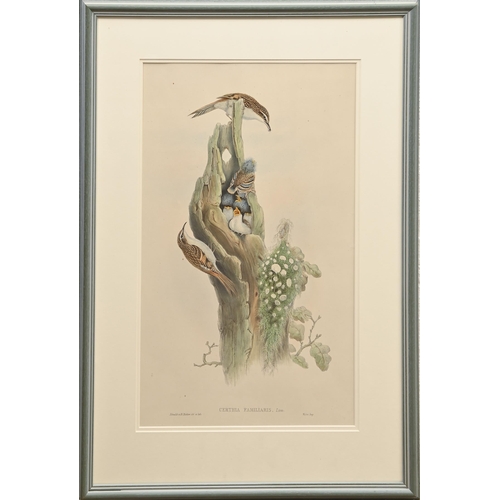 457 - Ornithology. By and after John Gould FRS (1804-1881), Henry Constantine Richter (1821-1902), et al -... 