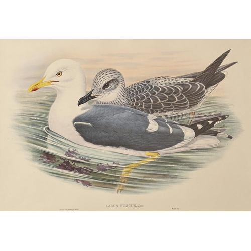 457 - Ornithology. By and after John Gould FRS (1804-1881), Henry Constantine Richter (1821-1902), et al -... 