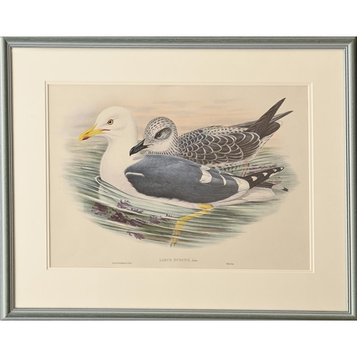 457 - Ornithology. By and after John Gould FRS (1804-1881), Henry Constantine Richter (1821-1902), et al -... 