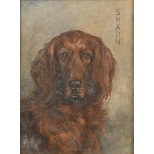 920 - Florence Jay (b1876) - “Shaun” an Irish Setter, signed, dated 1929 and inscribed, oil on canvas, 39.... 