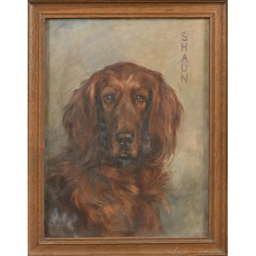 920 - Florence Jay (b1876) - “Shaun” an Irish Setter, signed, dated 1929 and inscribed, oil on canvas, 39.... 