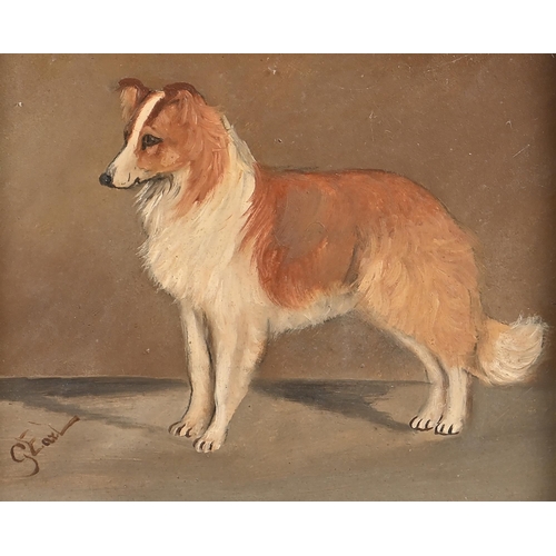 921 - George Earl (1828-1908) - Portrait of a Rough Collie, signed, oil on board, 20.5 x 25.5cm... 