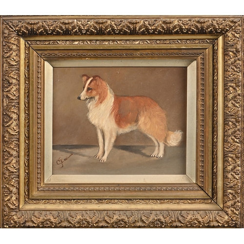 921 - George Earl (1828-1908) - Portrait of a Rough Collie, signed, oil on board, 20.5 x 25.5cm... 