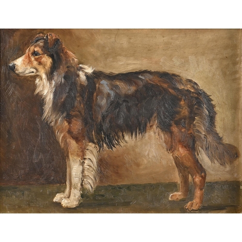 1001 - English School, first half 20th century - Portrait of a Shetland Sheepdog, oil on board, 34 x 44cm... 