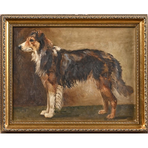 1001 - English School, first half 20th century - Portrait of a Shetland Sheepdog, oil on board, 34 x 44cm... 