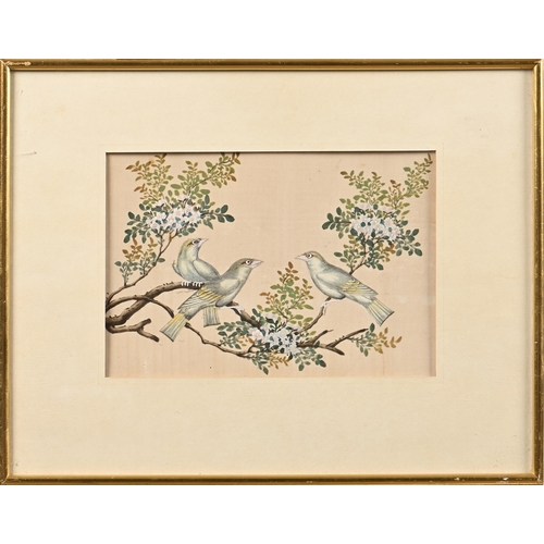 1018 - Chinese School, 19th century - Three Birds Perched on a Flowering Branch, gouache and ink on rice pa... 