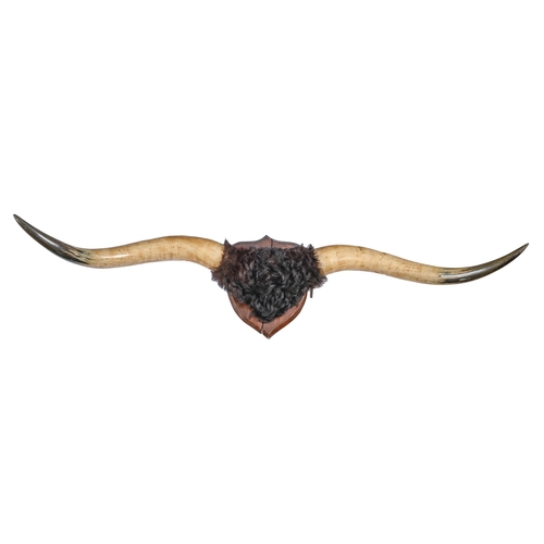 670 - A pair of mounted buffalo horns on mahogany shield, 146cm w