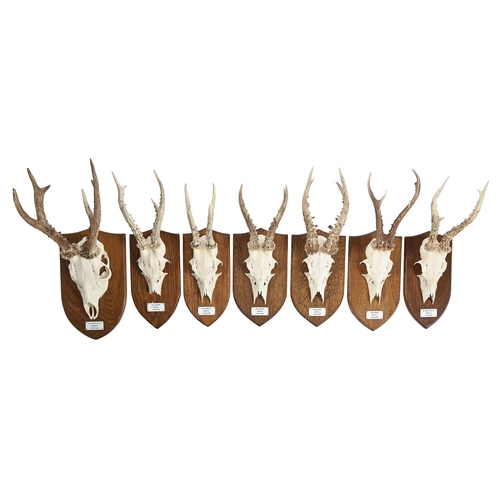 724 - Taxidermy. Miscellaneous deer antler skulls, mounted on oak shields with date and location plaques, ... 