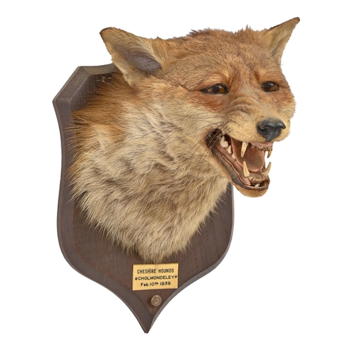 246 - Taxidermy. A fox's head, P Spicer & Sons, with glass eyes, mounted on an oak shield, ivorine pla... 