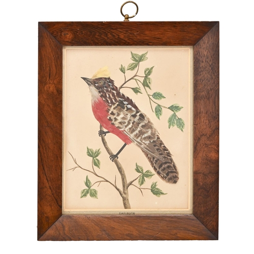 500 - A feather picture of a bird, 19th century, with glass eye and ink drawn legs, perched on a watercolo... 