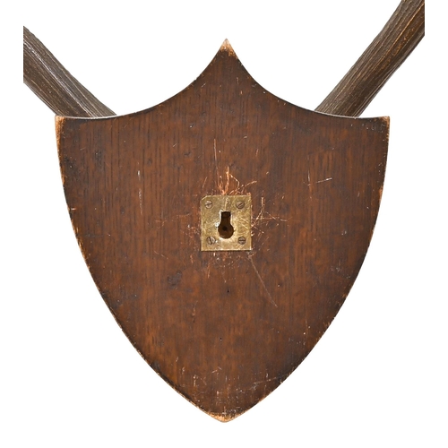 536 - Taxidermy. A pair of antlers mounted on an oak shield, early 20th c, 76 x 70cm