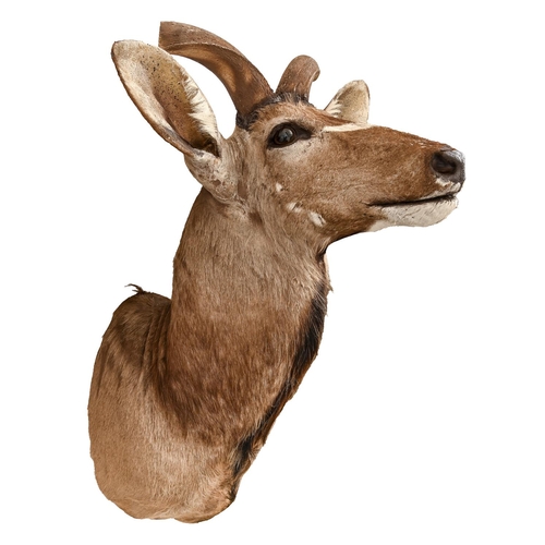 537 - Taxidermy. A kudu shoulder mount, with glass eyes, 170cm h; 130 x 54cm