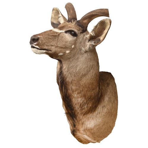 537 - Taxidermy. A kudu shoulder mount, with glass eyes, 170cm h; 130 x 54cm