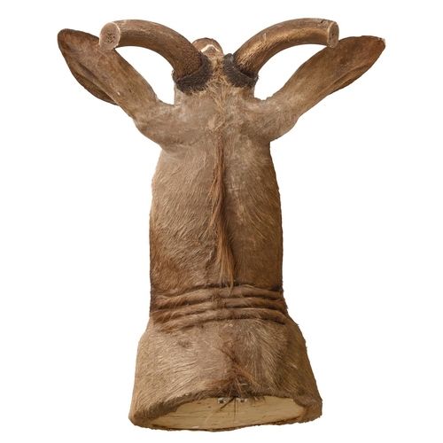 537 - Taxidermy. A kudu shoulder mount, with glass eyes, 170cm h; 130 x 54cm