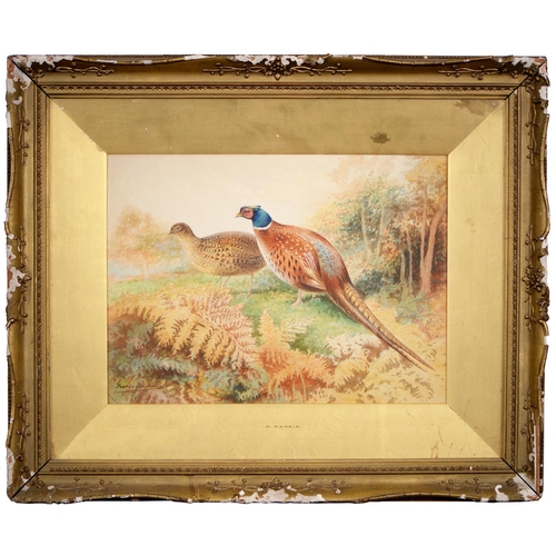 749 - George James Rankin (1864-1937) - Cock and Hen Pheasants at the Edge of a Wood, signed, watercolour,... 