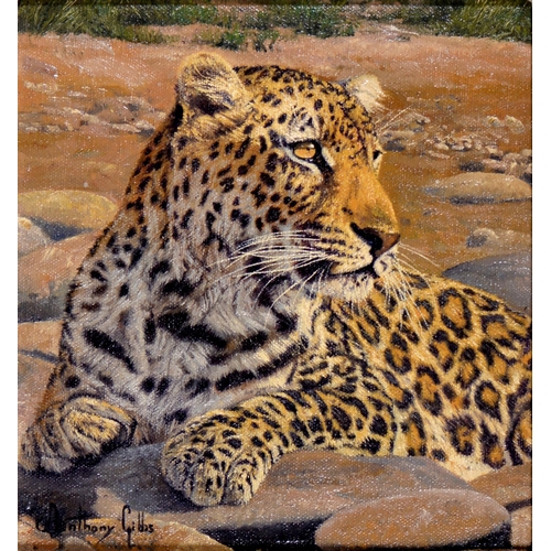 810 - Anthony Gibbs (1951- ) - Bengal Tiger; Leopard; Bengal Eagle Owl; Great Indian Rhinoceros; Indian El... 