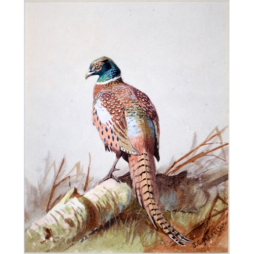 890 - John Cyril Harrison (1898-1985) - Pheasant, signed, watercolour, 13 x 11cm