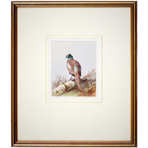 890 - John Cyril Harrison (1898-1985) - Pheasant, signed, watercolour, 13 x 11cm