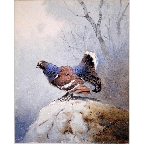 891 - John Cyril Harrison (1898-1985) - Blackcock, signed, watercolour, 13.5 x 11cm