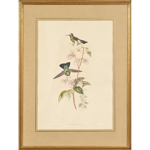 896 - Elizabeth Gould after John Gould and Henry Constantine Richter after John Gould - Adelaide Parakeet ... 