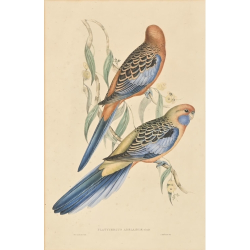 896 - Elizabeth Gould after John Gould and Henry Constantine Richter after John Gould - Adelaide Parakeet ... 