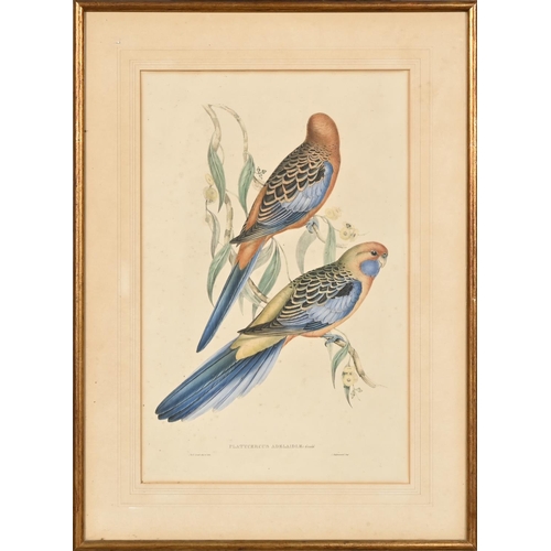 896 - Elizabeth Gould after John Gould and Henry Constantine Richter after John Gould - Adelaide Parakeet ... 