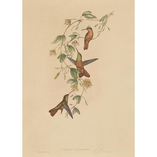 896 - Elizabeth Gould after John Gould and Henry Constantine Richter after John Gould - Adelaide Parakeet ... 