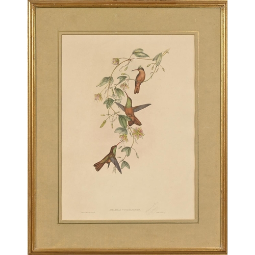 896 - Elizabeth Gould after John Gould and Henry Constantine Richter after John Gould - Adelaide Parakeet ... 