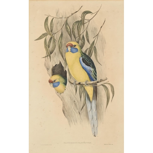 896 - Elizabeth Gould after John Gould and Henry Constantine Richter after John Gould - Adelaide Parakeet ... 