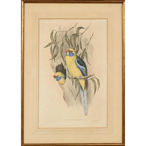 896 - Elizabeth Gould after John Gould and Henry Constantine Richter after John Gould - Adelaide Parakeet ... 