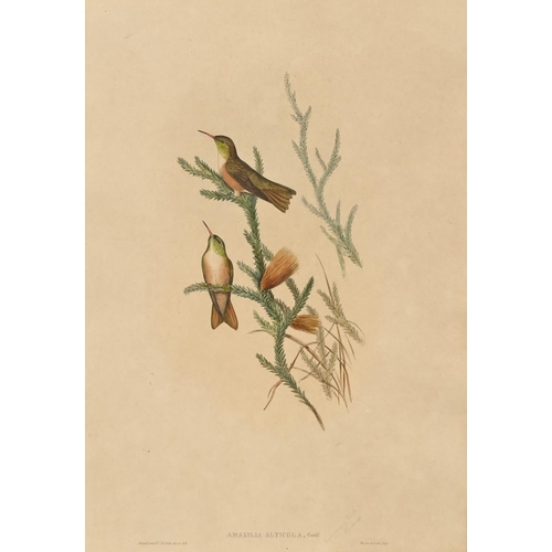 896 - Elizabeth Gould after John Gould and Henry Constantine Richter after John Gould - Adelaide Parakeet ... 