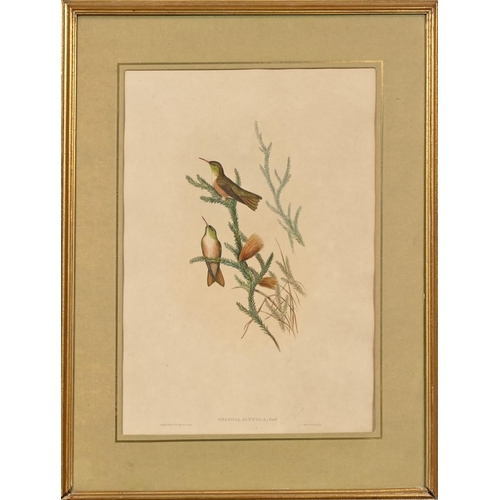 896 - Elizabeth Gould after John Gould and Henry Constantine Richter after John Gould - Adelaide Parakeet ... 