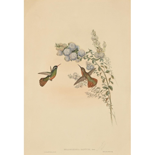 896 - Elizabeth Gould after John Gould and Henry Constantine Richter after John Gould - Adelaide Parakeet ... 