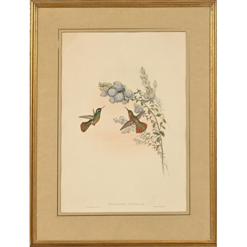 896 - Elizabeth Gould after John Gould and Henry Constantine Richter after John Gould - Adelaide Parakeet ... 