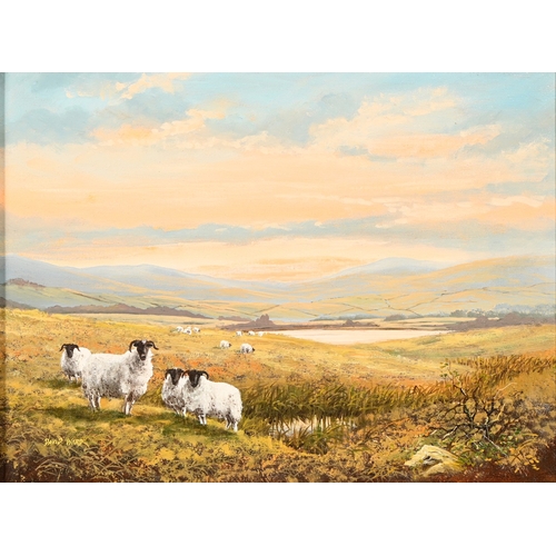 651 - David Ward, 20th century - Sunset Over the Moor, sheep in the foreground, signed, oil on canvas, 29 ... 