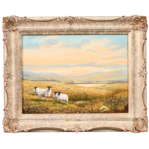 651 - David Ward, 20th century - Sunset Over the Moor, sheep in the foreground, signed, oil on canvas, 29 ... 