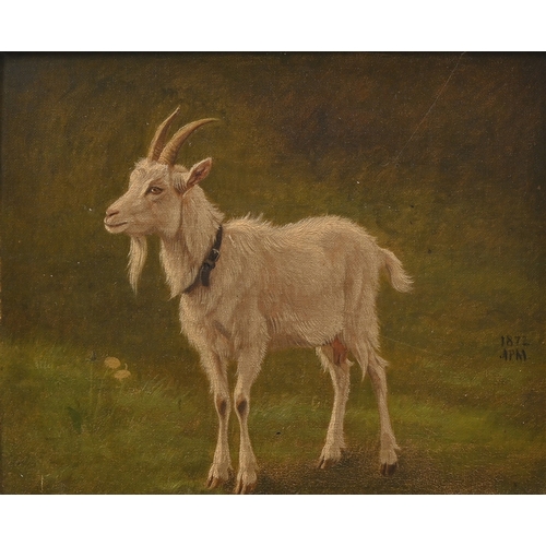 677 - Danish School, second-half 19th century - Study of a White Billy Goat, monogrammed APM and&nbsp;date... 
