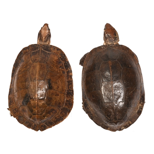 443 - Taxidermy. A pair of terrapins, early 20th c, 7cm h; 19 x 11cm and smaller