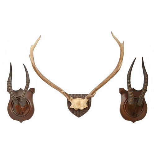 523 - Taxidermy. Two pairs of antelope horns, early 20th c, mounted on carved mahogany shields, 48 x 21cm ... 