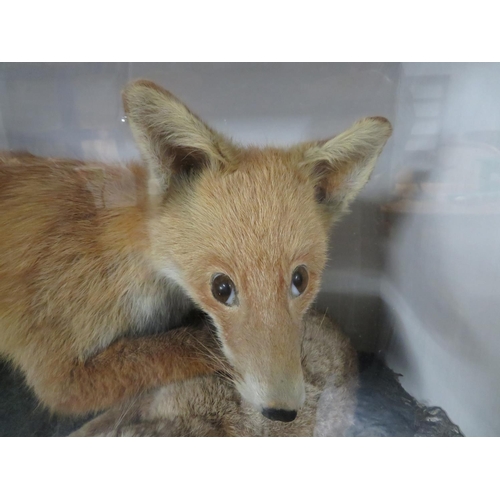 306 - 3' x 2' Victorian taxidermy fox with hare